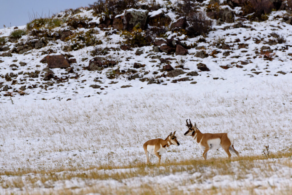Male and Female Pronghorns September 2017 Highway 287 North of Fort Collins