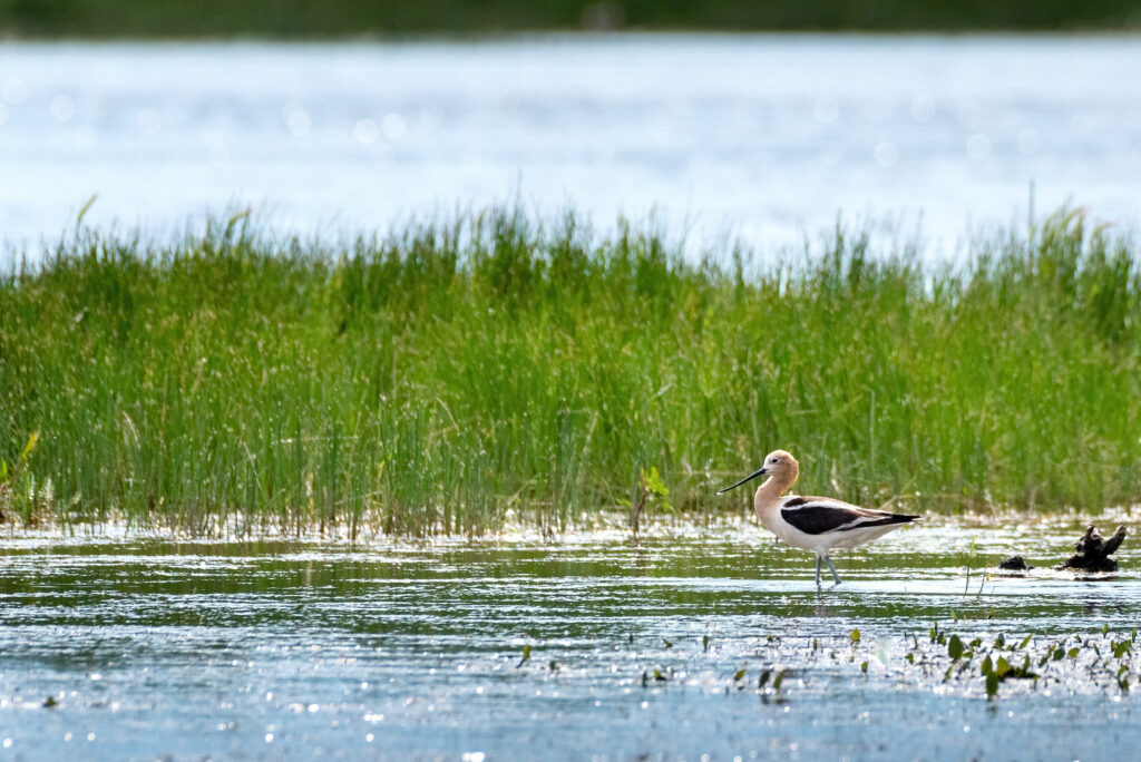 Foraging Avocet Walden, CO Arapaho Forrest 2018