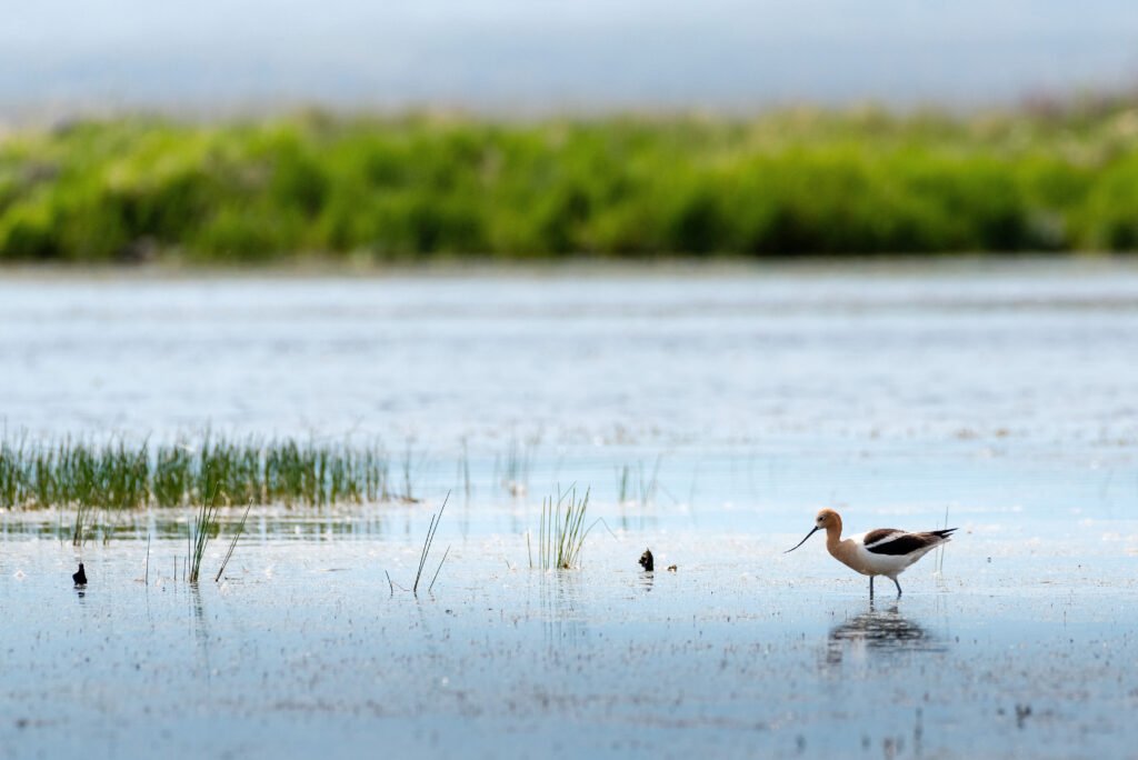 American Avocet Feeding Walden, CO Arapaho Forrest 2018