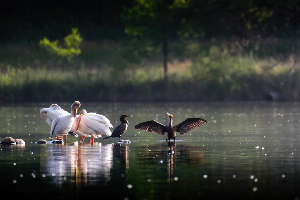 While Pelicans and Cormorant 2017 Lake Watson Bellvue, CO