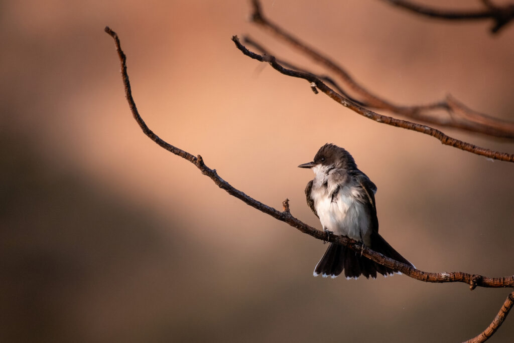 Eastern kingbird  (Tyrannus tyrannus) September 2018 Lake Watson La Port, Colorado