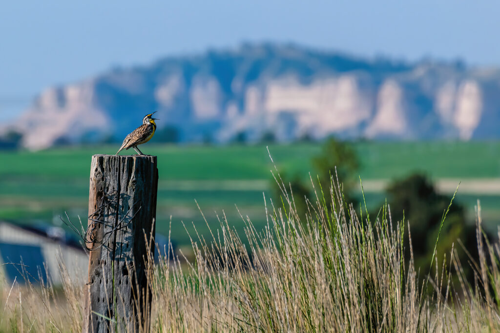 A Western meadowlark (Sturnella neglecta) sings on a fence post on a ranch in western Nebraska near the Scotts Bluff National Monument (seen in the background).